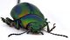 Comb1295_32zLcr.jpg