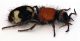 Comb1291_17zLcr.jpg