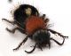 Comb1292_25zLcr.jpg