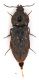 Comb1296_11zLcr.jpg