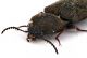 Comb1298_34zLcr.jpg