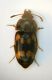 Mycetophago 1.JPG