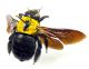 Xylocopa Agdz 03.jpg