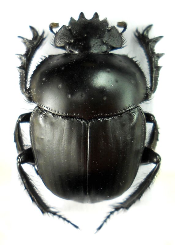 A. laticollis striolatus.jpg