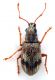 Comb1284_12zFicr.jpg
