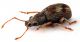 Comb1285_15zFicr.jpg