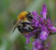 IMGP7553_Bee_sm.JPG
