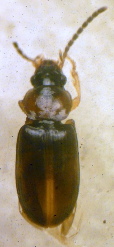 Acupalpus (Acupalpus) flavicollis (Sturm, 1825) - Carabidae.JPG