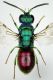 tn_Chrysididae.JPG