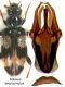 Notoxus brevicornutus.JPG