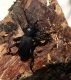 D.truquii male .jpg
