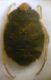 Aphelocheirus (Aphelocheirus) aestivalis (Fabricius, 1794)bis....JPG