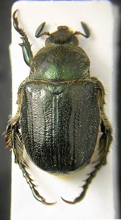 Anisoplia monticola cf.jpg