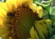 vlcsnap-2014-08-19-13h13m55s120small.jpg