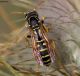 polistes_IMG_6945f.jpg
