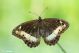 IMG_8385_86.jpg