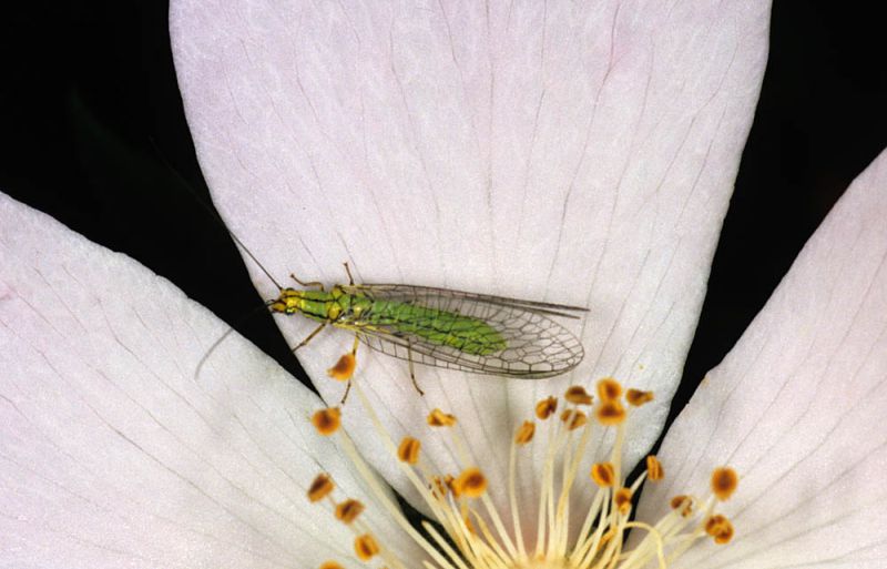 Hypochrysa elegans.jpg