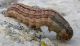a Noctuidae.jpg