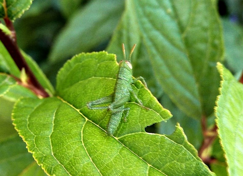 Acrididae 2.JPG