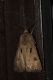 resized_Agrotis.jpg