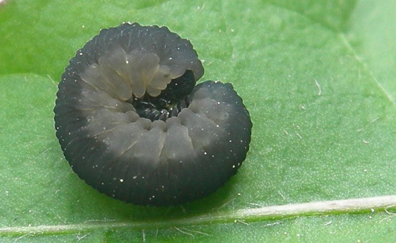 a Symphyta.jpg