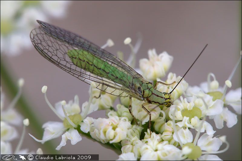 Chrysopidae_7090.jpg