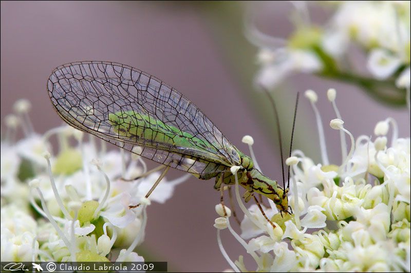 Chrysopidae_7086.jpg