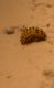 pupa Chrysomelidae a.jpg