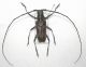 Monochamus galloprovincialis (3).JPG