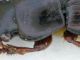 Harpalus (Artabax) dispar (3).JPG