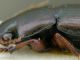 Harpalus (Artabax) dispar (2).JPG