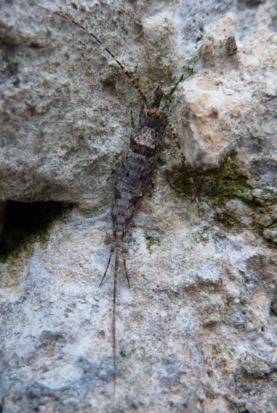 Machilis sp. b Saccone 12-09-2009.jpg