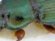 Harpalus (Artabax) dispar.JPG