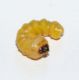 larva_quercia_2.jpg