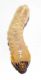 larva_quercia_a1.jpg