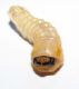 larva_quercia_a2.jpg
