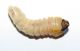 larva_quercia_a3.jpg