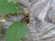 Vespula sp (3).JPG