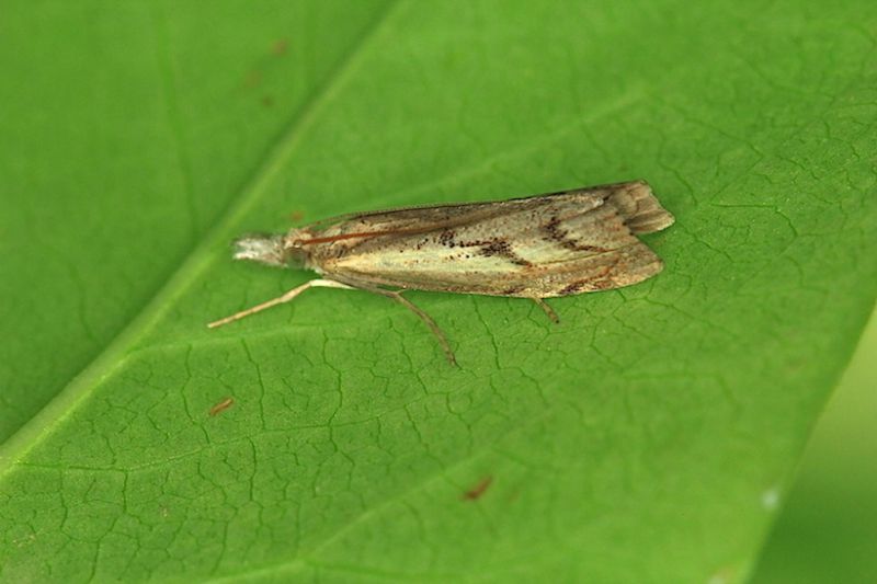 Agriphila tolli.JPG