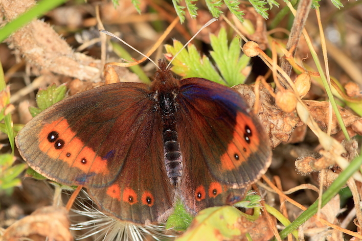 Erebia ligea.JPG