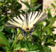 Farfalla.png