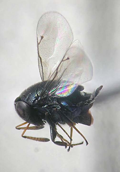 Scutellista cyanea cf. Pteromalidae 2.jpg