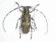 Monochamus galloprovincialis.JPG