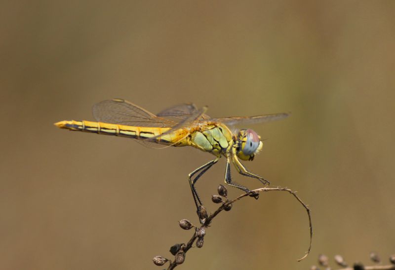 Sympetrum Fonscolombii.jpg