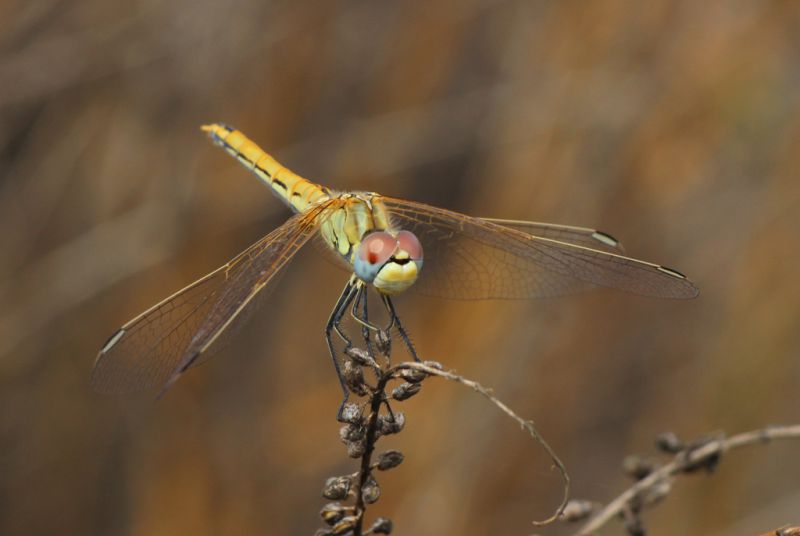 Sympetrum Fonscolombii fronte.jpg