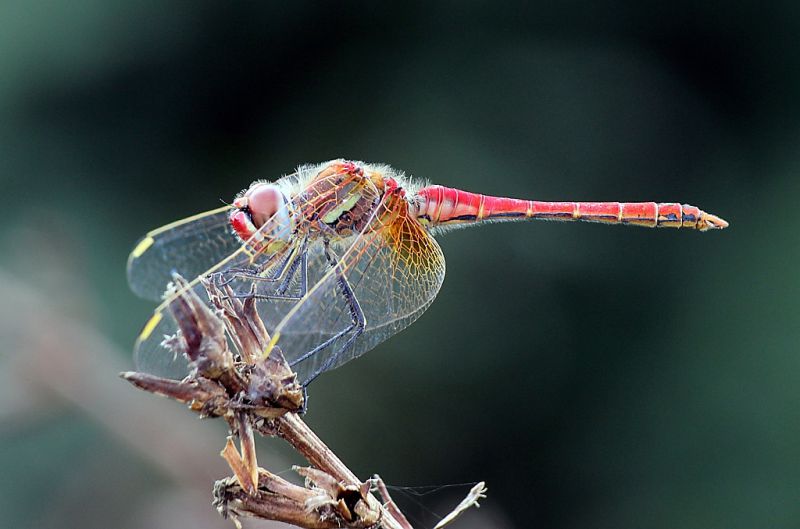 Sympetrum 3 fei.jpg