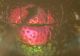 DSCN7829.JPG