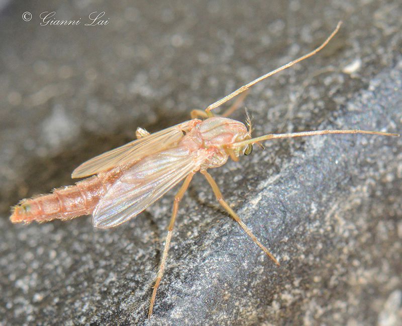 DSC_4178_RidottissimoX entomologi.jpg