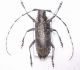 Monochamus galloprovincialis (2).JPG