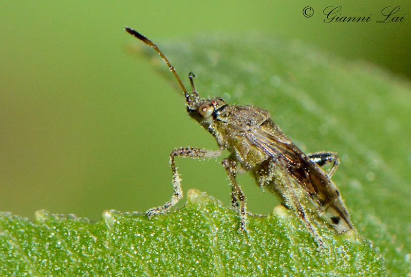 DSC_4446_Ridottissima x entomologi.jpg